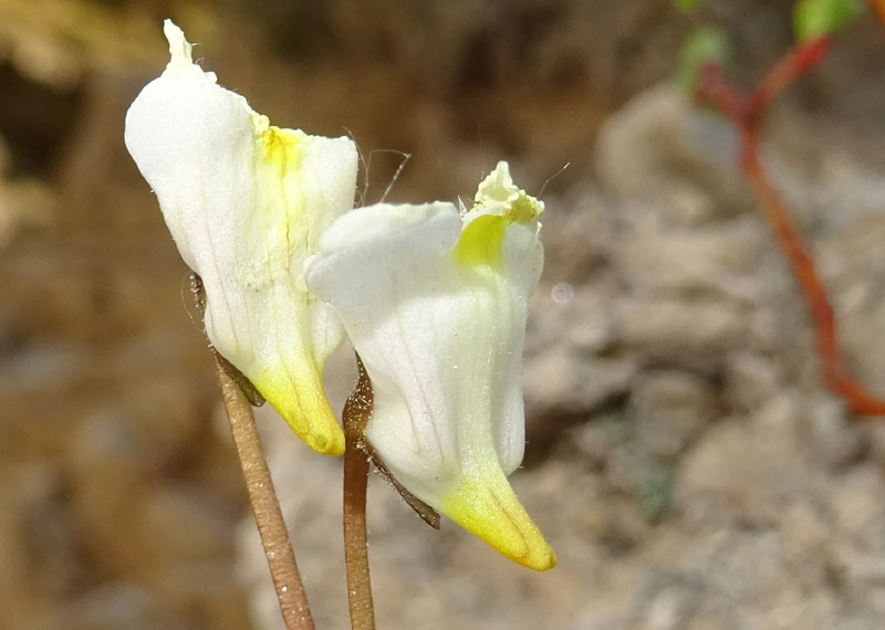Pinguicula alpina / Pinguicola alpina